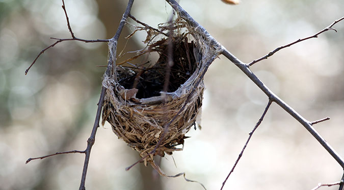 Empty Nest